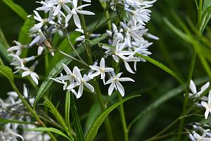 2025-06018767 Acton Arboretum, MA